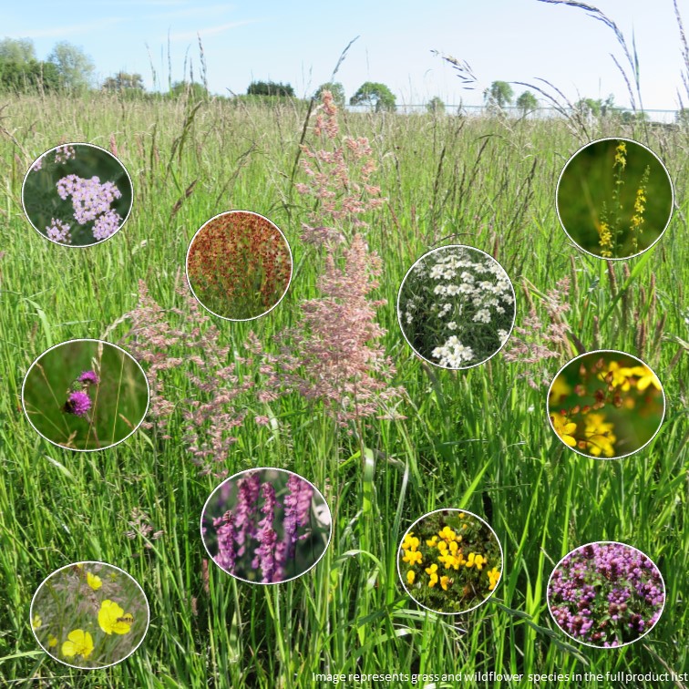 Acid (Ericaceous) Soil Meadows Planting Ideas