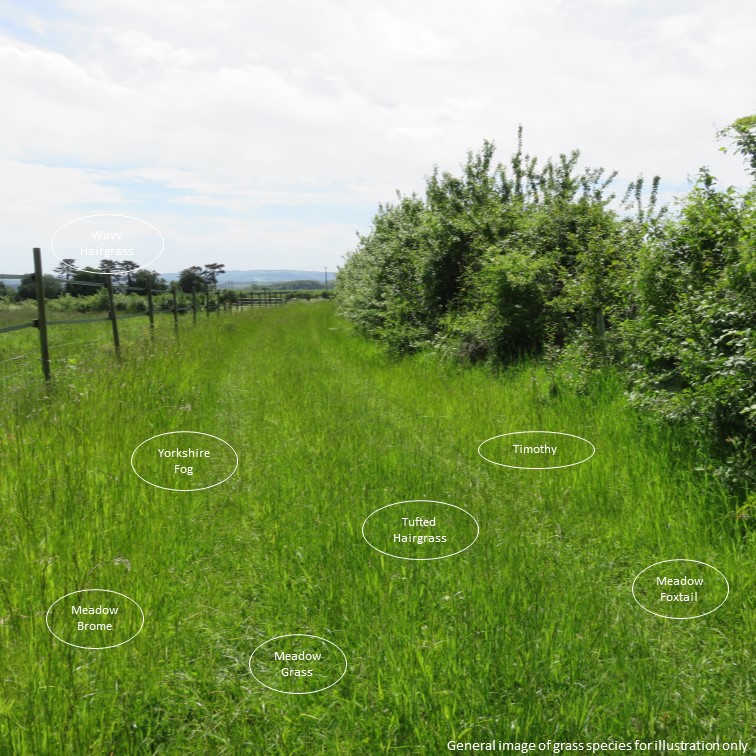 Acid (Ericaceous) Soil Wild Grasses Planting Ideas