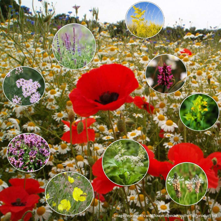 Clay (Damp) Soil Wildflowers Planting Ideas