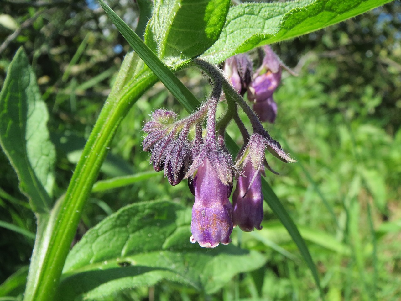 Comfrey Planting Ideas