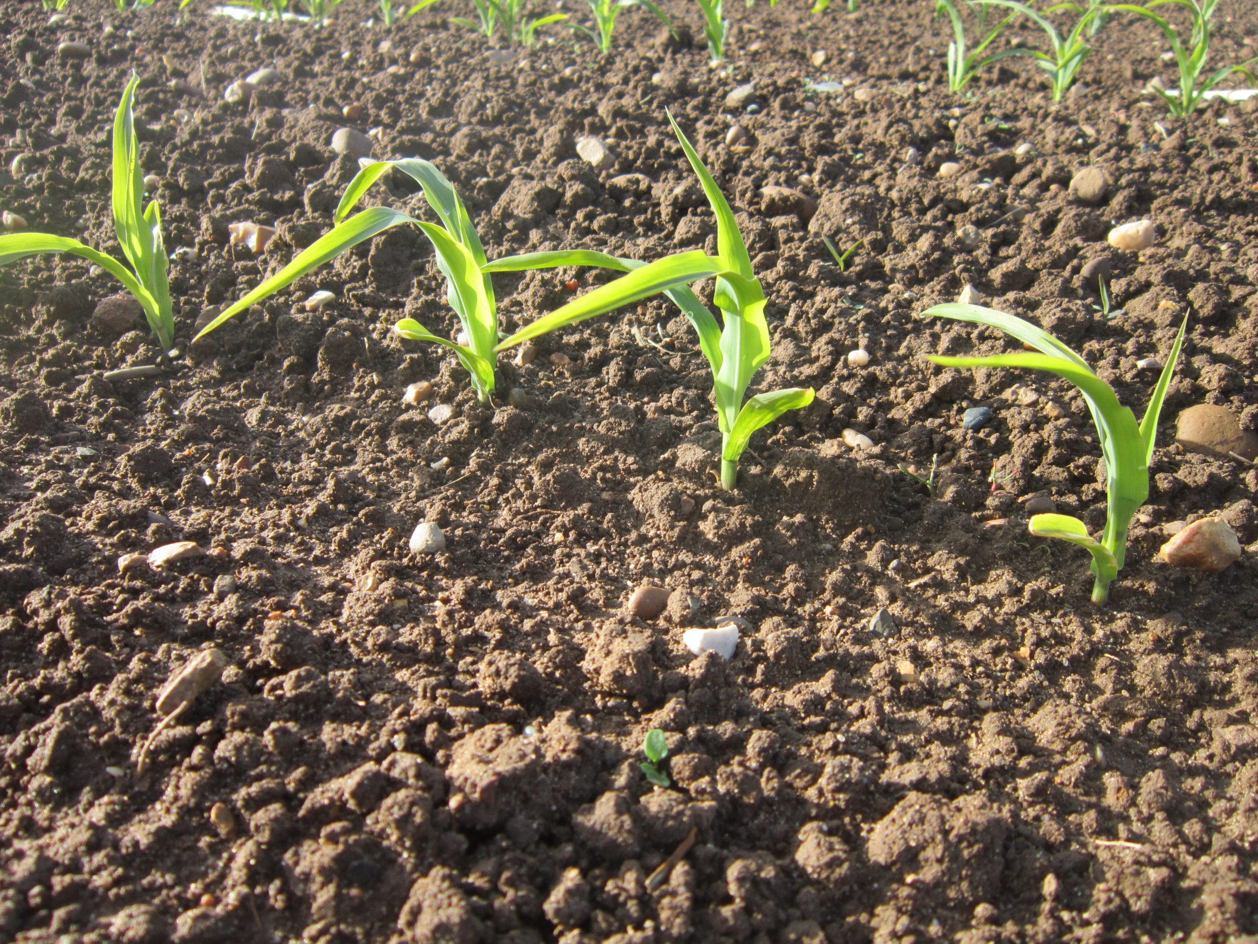 Maize MidMaturity / Lighter Soils Planting Ideas