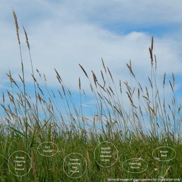 Sandy (Dry) Soil Grasses Planting Ideas