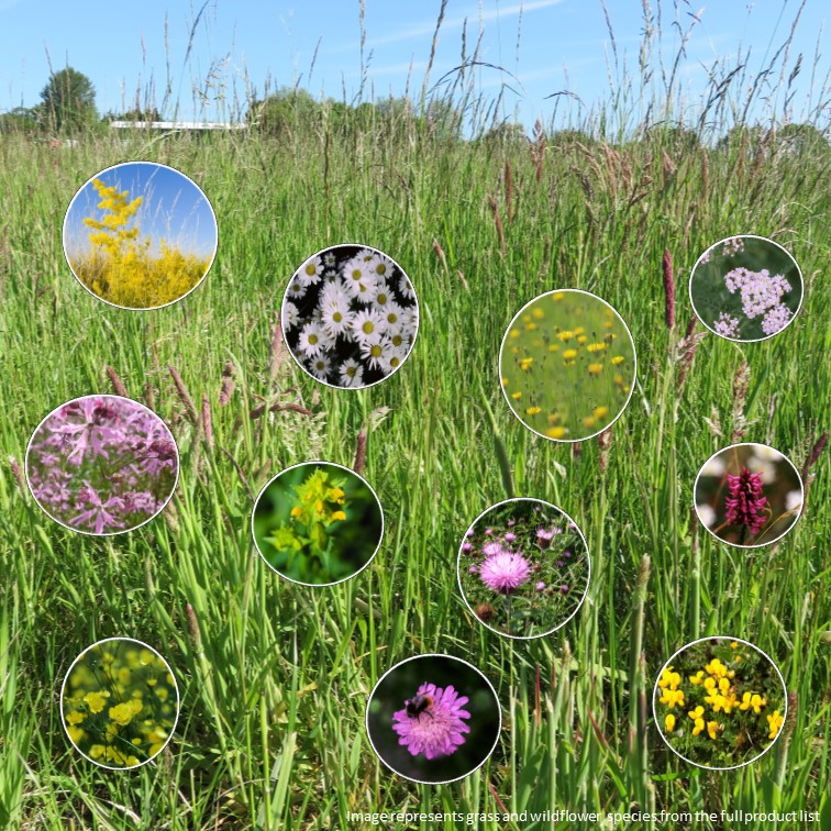 Loamy Soil Meadows Planting Ideas